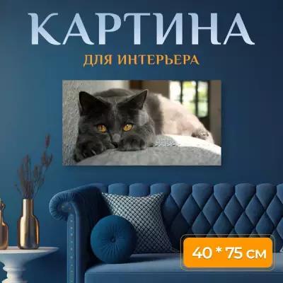 Картина на холсте "Шартреза, кот, животные" на подрамнике 75х40 см. для интерьера