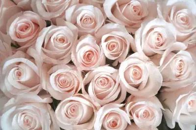 Фотообои Нежные розы розовые 275x414 (ВхШ), бесшовные, флизелиновые, MasterFresok арт 10-254
