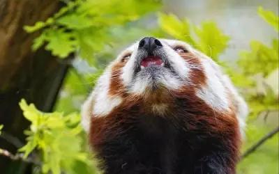 Постер на экокоже 40x60 LinxOne "Красная панда, панда, животное, высунутый язык, пушистый" 42