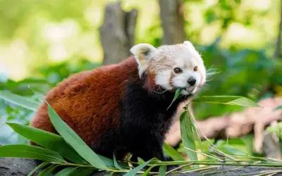 Постер на экокоже 60x60 LinxOne "Красная панда, панда, высунутый язык, забавный" 40