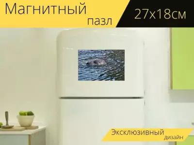 Магнитный пазл "Тюлень, вода, нырять" на холодильник 27 x 18 см