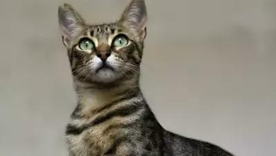 Картина на холсте 60x110 LinxOne "Кот кошка грация морда" интерьерная для дома / на стену / на кухню / с подрамником