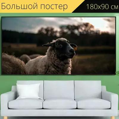 Большой постер "Животное, экономический, овец" 180 x 90 см. для интерьера