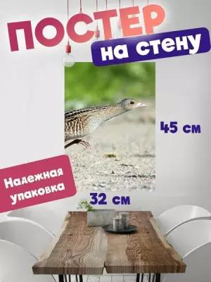 Постер 32х45 Птицы России