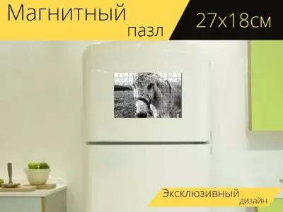 Магнитный пазл "Осел, животное, черный белый" на холодильник 27 x 18 см