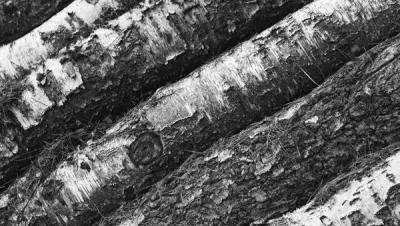 Картина на холсте 50x50 LinxOne "Дерево, ствол, кора, чб" интерьер для дома / декор на стену / дизайн