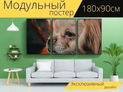 Модульный постер "Родился, пекинес, собака" 180 x 90 см. для интерьера