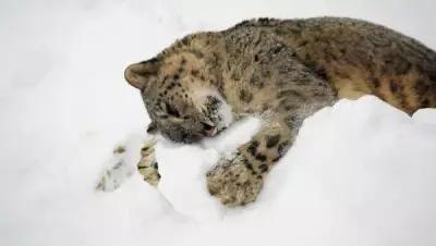 Картина на холсте 60x110 LinxOne "Снег кошка объятия зима" интерьерная для дома / на стену / на кухню / с подрамником