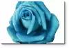 Модульная картина Голубая роза 60x40