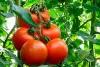 Торфогрунт для томатов и перцев 10 л. Специализированный грунт для выращивания томатов, перцев, баклажанов и других овощных культур