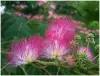 Семена Акации розовой, или Альбиции ленкоранской