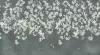Фреска бесшовная Ласточки Темно-серый (текстура хлопок) (ширина 3100мм х длина 5500мм)
