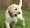 Мяч для тенниса в наборе 3 штуки, лапта игра, мяч для собак жесткий, большой теннис
