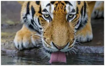 Картина на холсте 60x100 LinxOne "Тигр, высунутый язык, вода, хищник, большая кошка" интерьер для дома / декор на стену / дизайн