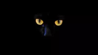 Постер на экокоже 40x40 LinxOne "Кот черный кот глаза" интерьер для дома / декор на стену / дизайн