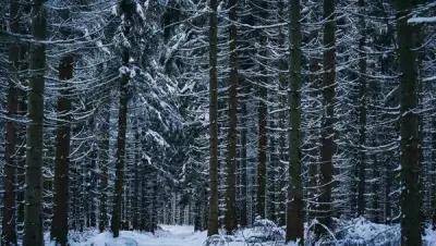 Картина на холсте 50x60 LinxOne "Лес, зима, деревья, снег, вид" интерьер для дома / декор на стену / дизайн