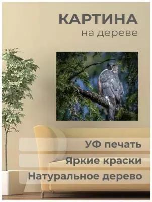Постер. Картина на дереве "Животные, Ястреб, купера"