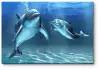 Модульная картина Счастливые дельфины 70x47