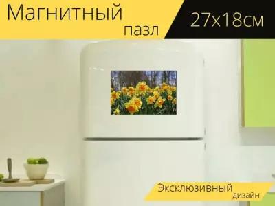 Магнитный пазл "Нарциссы, цветы, нарцисс" на холодильник 27 x 18 см
