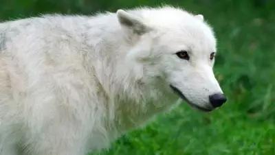Постер на экокоже 50x80 LinxOne "Arctic волк Wolf белый" интерьер для дома / декор на стену / дизайн