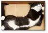 Модульная картина Кот в картонном домике 160x107