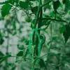 Шпагат для подвязки растений, 50 м, полипропилен, Greengo