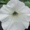 Петуния AlpeTunia White, укорененный черенок, вегетативная рассада, вегетативная петуния