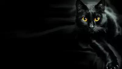 Картина на холсте 60x110 LinxOne "Кошка черная кошка" интерьерная для дома / на стену / на кухню / с подрамником