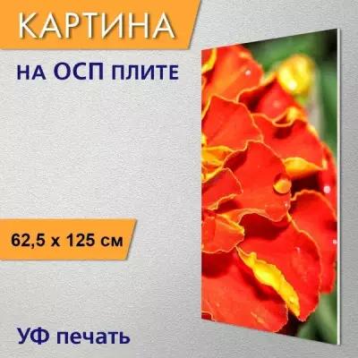 Вертикальная картина "Ноготки, цветок, красный" для интерьера на ОСП плите, 62,5х125 см