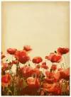 Постер на холсте Маки (Poppies) №36 50см. x 69см
