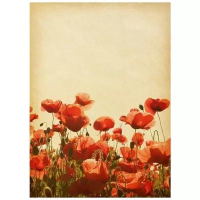 Постер на холсте Маки (Poppies) №36 50см. x 69см