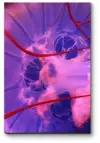 Модульная картина Розовая медуза70x105