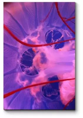 Модульная картина Розовая медуза70x105