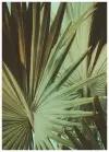 Постер Винтажная пальма 40х50 в тубусе