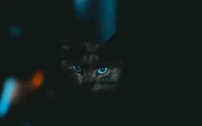 Картина на холсте 50x50 LinxOne "Кот, взгляд, питомец, темный, глаза, голубой" интерьер для дома / декор на стену / дизайн
