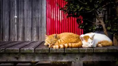 Постер на экокоже 50x70 LinxOne "Коты спят отдых" интерьер для дома / декор на стену / дизайн