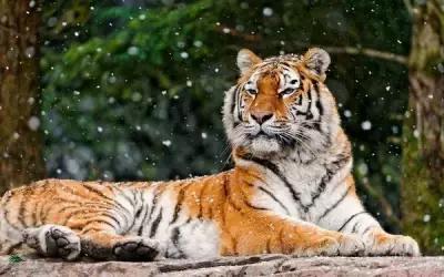 Картина на холсте 40x60 LinxOne "Тигр, снег, лежать, животное" интерьер для дома / декор на стену / дизайн